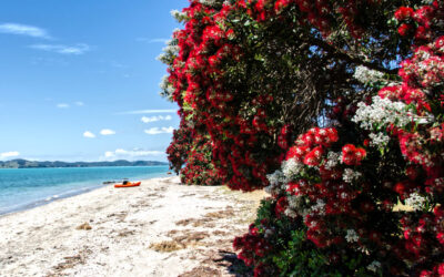 Discover the Top 5 reasons for Visiting the Pohutukawa Coast for a Balance and Wellbeing.